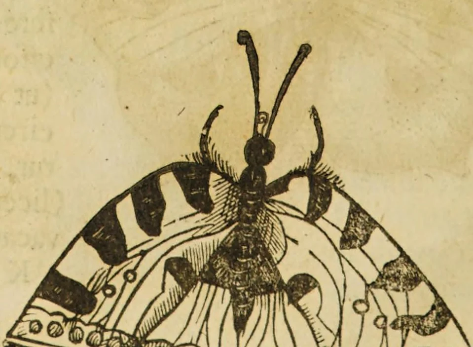 An illustration from Insectorum sive minimorum animalium theatrum, 1634, leaf 130