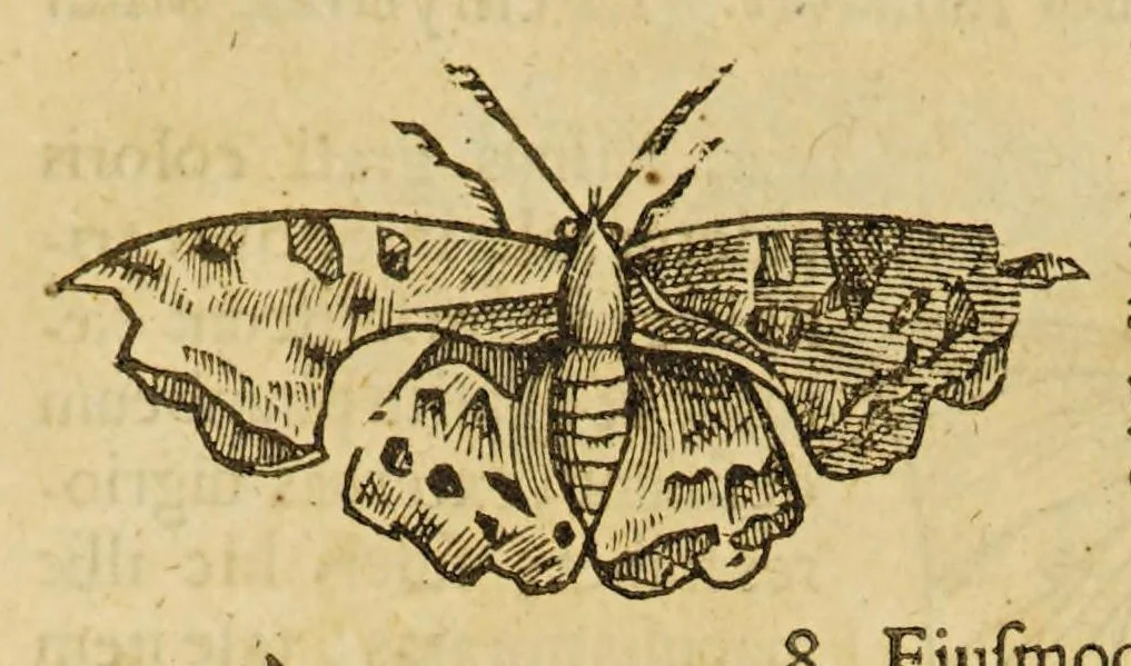 An illustration from Insectorum sive minimorum animalium theatrum, 1634, leaf 134