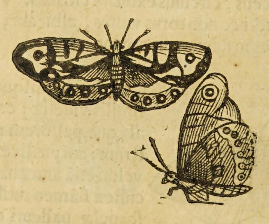 An illustration from Insectorum sive minimorum animalium theatrum, 1634, leaf 134