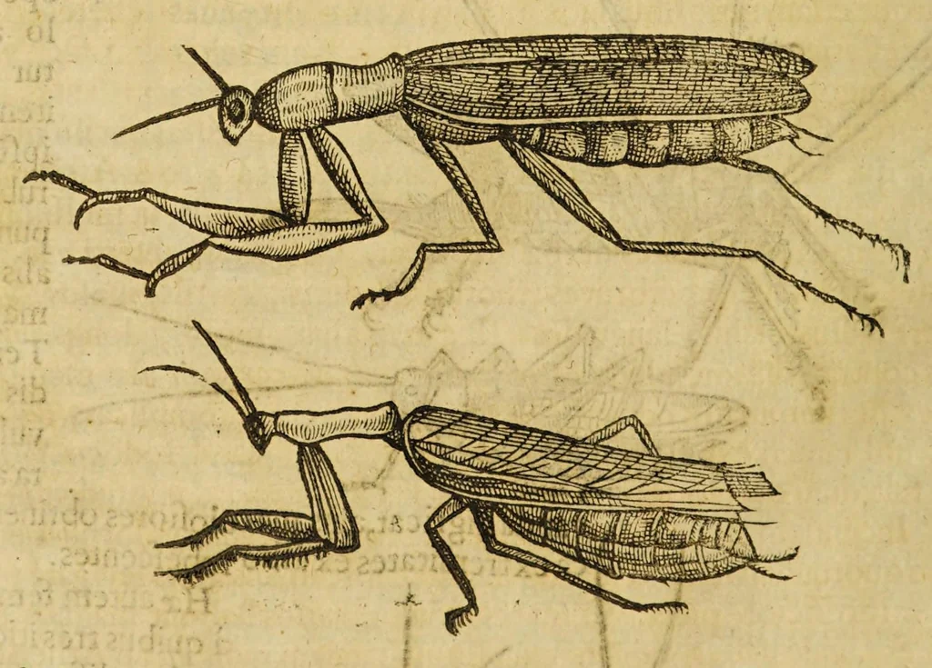 An illustration from Insectorum sive minimorum animalium theatrum, 1634, leaf 148