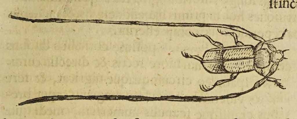 An illustration from Insectorum sive minimorum animalium theatrum, 1634, leaf 181