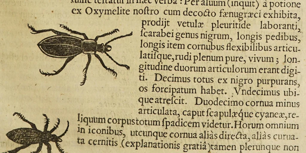 An illustration from Insectorum sive minimorum animalium theatrum, 1634, leaf 181