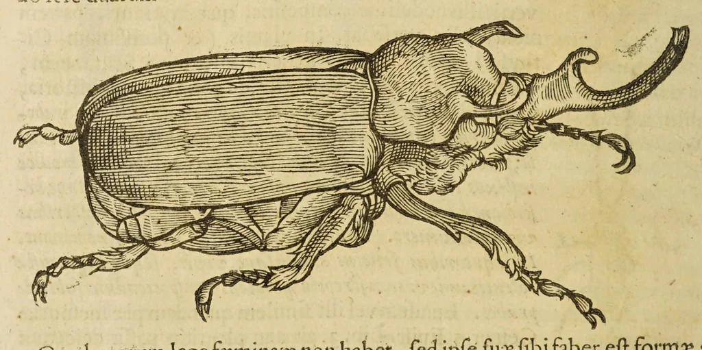 An illustration from Insectorum sive minimorum animalium theatrum, 1634, leaf 182