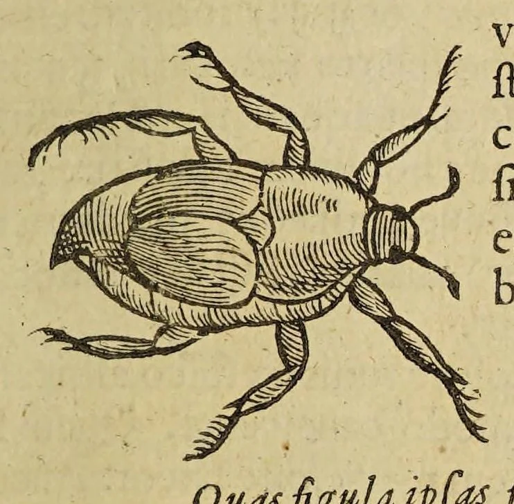 An illustration from Insectorum sive minimorum animalium theatrum, 1634, leaf 189
