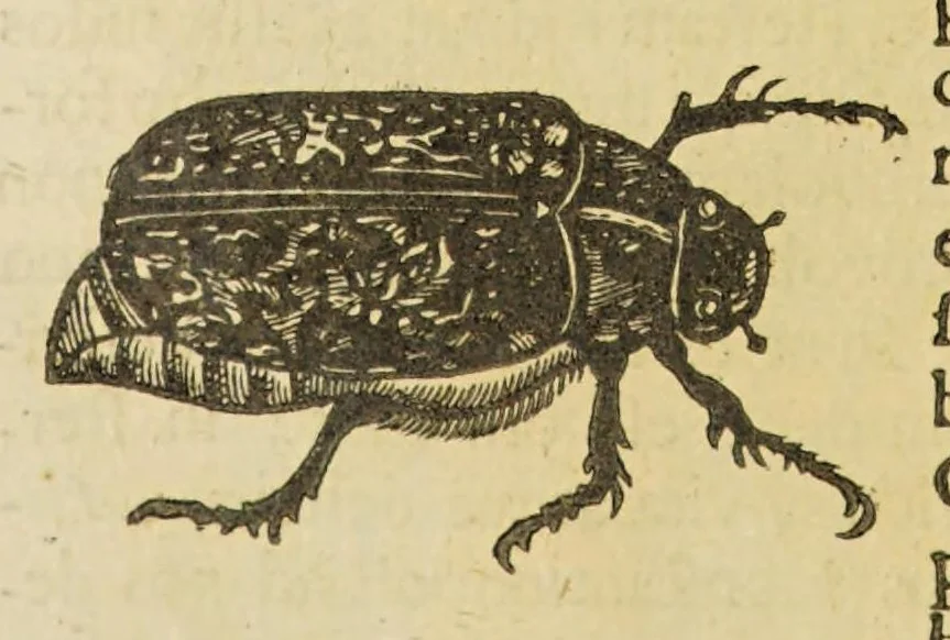 An illustration from Insectorum sive minimorum animalium theatrum, 1634, leaf 190