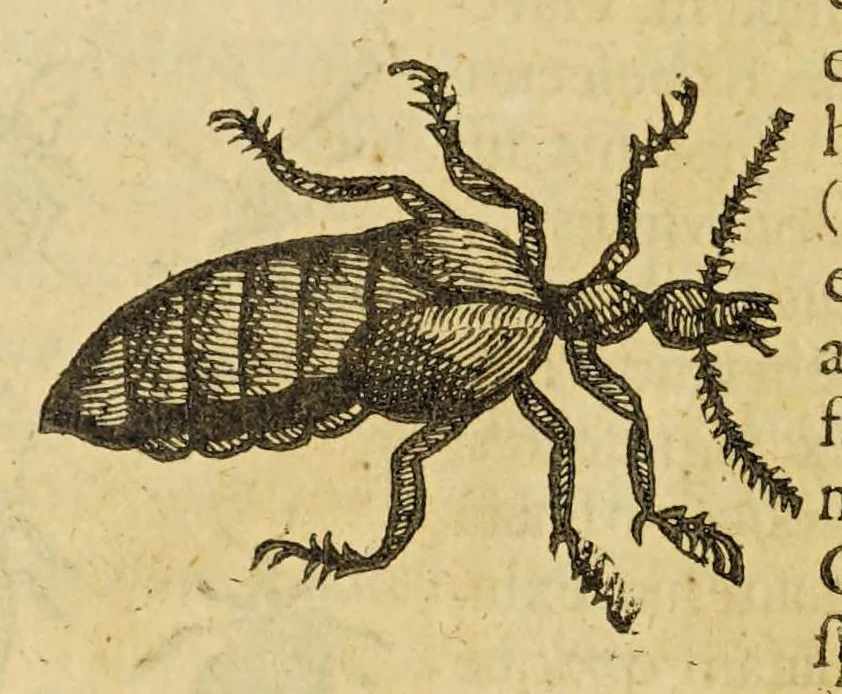 An illustration from Insectorum sive minimorum animalium theatrum, 1634, leaf 192