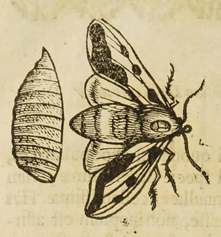 An illustration from Insectorum sive minimorum animalium theatrum, 1634, leaf 210