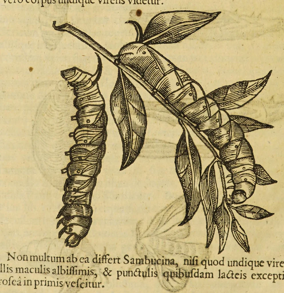 An illustration from Insectorum sive minimorum animalium theatrum, 1634, leaf 212