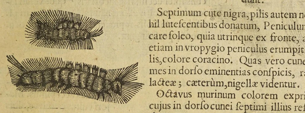 An illustration from Insectorum sive minimorum animalium theatrum, 1634, leaf 217