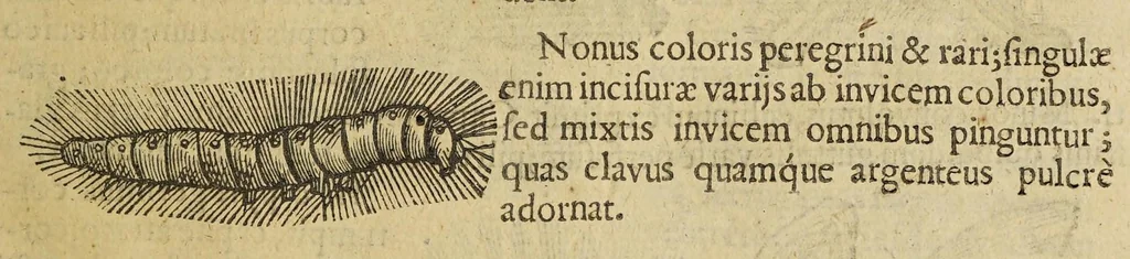 An illustration from Insectorum sive minimorum animalium theatrum, 1634, leaf 217