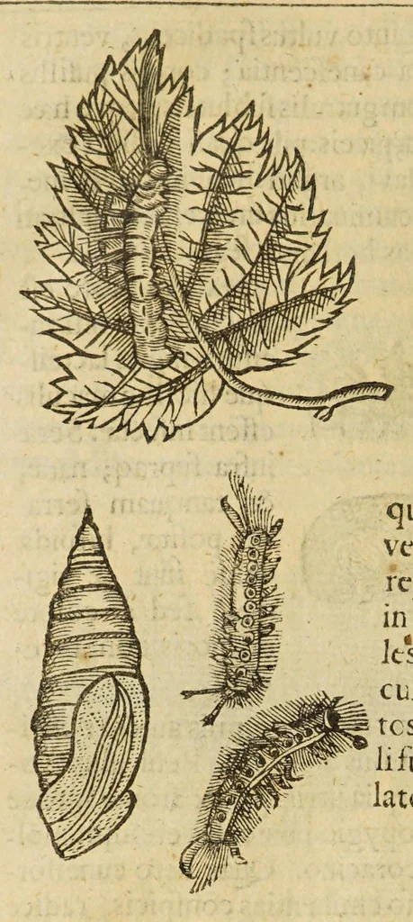 An illustration from Insectorum sive minimorum animalium theatrum, 1634, leaf 218