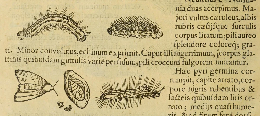 An illustration from Insectorum sive minimorum animalium theatrum, 1634, leaf 218