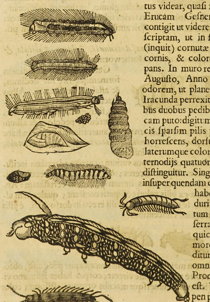 An illustration from Insectorum sive minimorum animalium theatrum, 1634, leaf 220