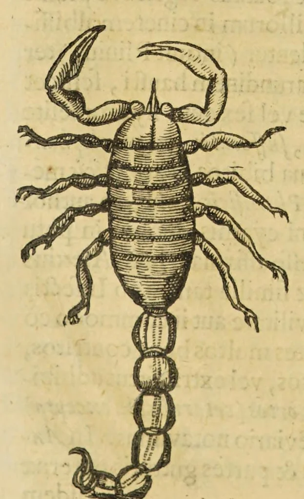 An illustration from Insectorum sive minimorum animalium theatrum, 1634, leaf 234