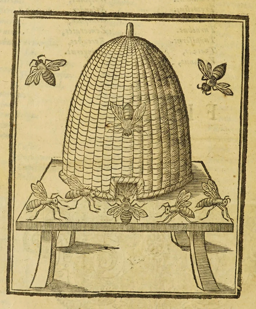 An illustration from Insectorum sive minimorum animalium theatrum, 1634, leaf 30