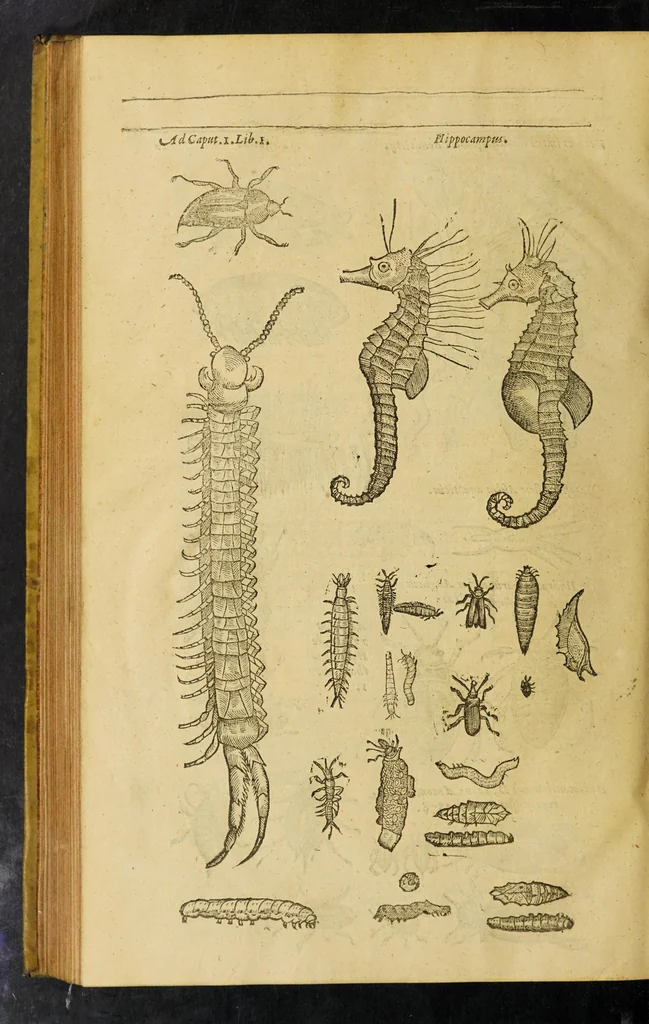 An illustration from Insectorum sive minimorum animalium theatrum, 1634, leaf 348