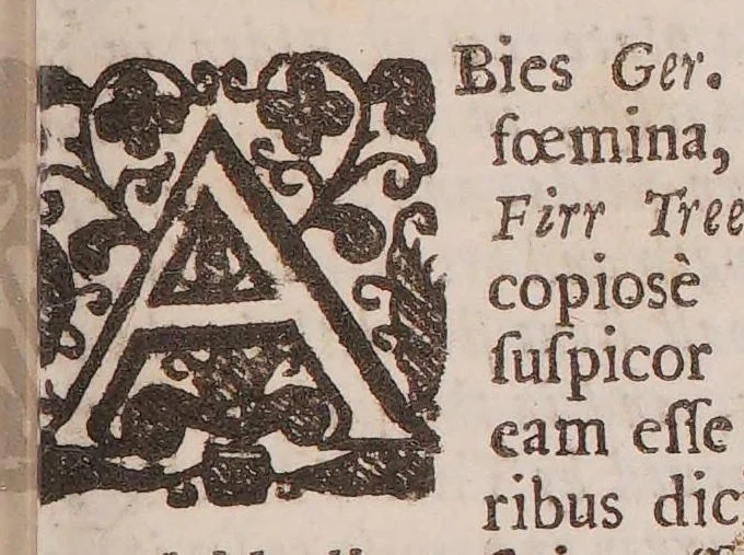 An illustration from Catalogus plantarum Angliæ, et insularum adjacentium: tum indigenas, tum in agris passim cultas complectens. In quo præter synonyma necessaria, facultates quoque summatim traduntur, unà cum observationibus & experimentis novis medicis & physics, 1677, leaf 43