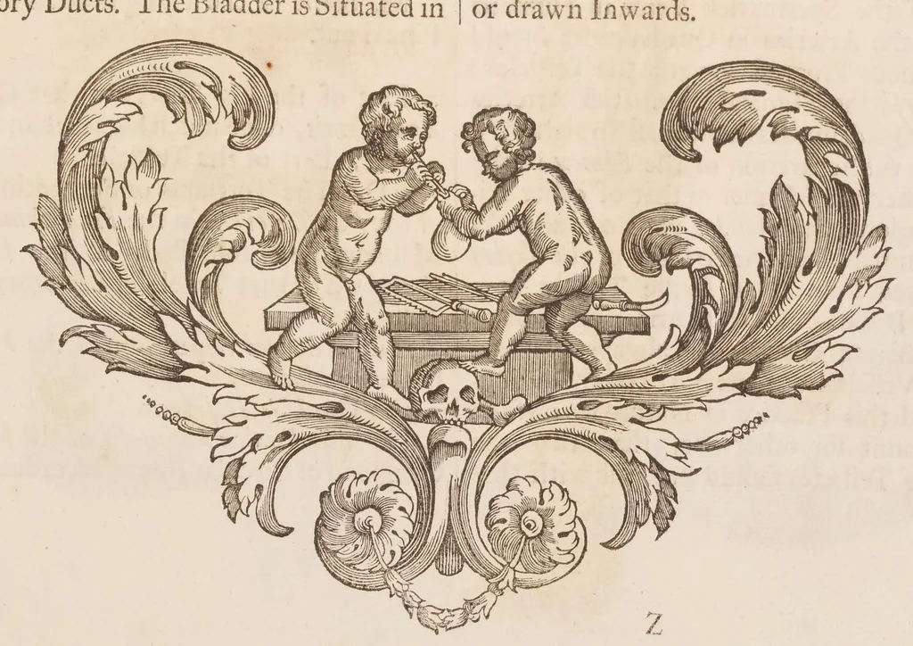 An illustration from The anatomy of humane bodies, with figures drawn after the life ... by some of the best masters in Europe ... and curiously engraven in one hundred and fourteen copper plates, illustrated with large explications, containing many new anatomical discoveries, and chirurgical observations. To which is added an introduction explaining the animal oeconomy. With a copious index, 1698, leaf 166