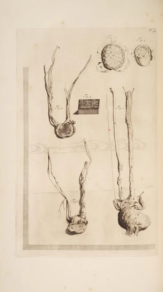 An illustration from The anatomy of humane bodies, with figures drawn after the life ... by some of the best masters in Europe ... and curiously engraven in one hundred and fourteen copper plates, illustrated with large explications, containing many new anatomical discoveries, and chirurgical observations. To which is added an introduction explaining the animal oeconomy. With a copious index, 1698, leaf 171