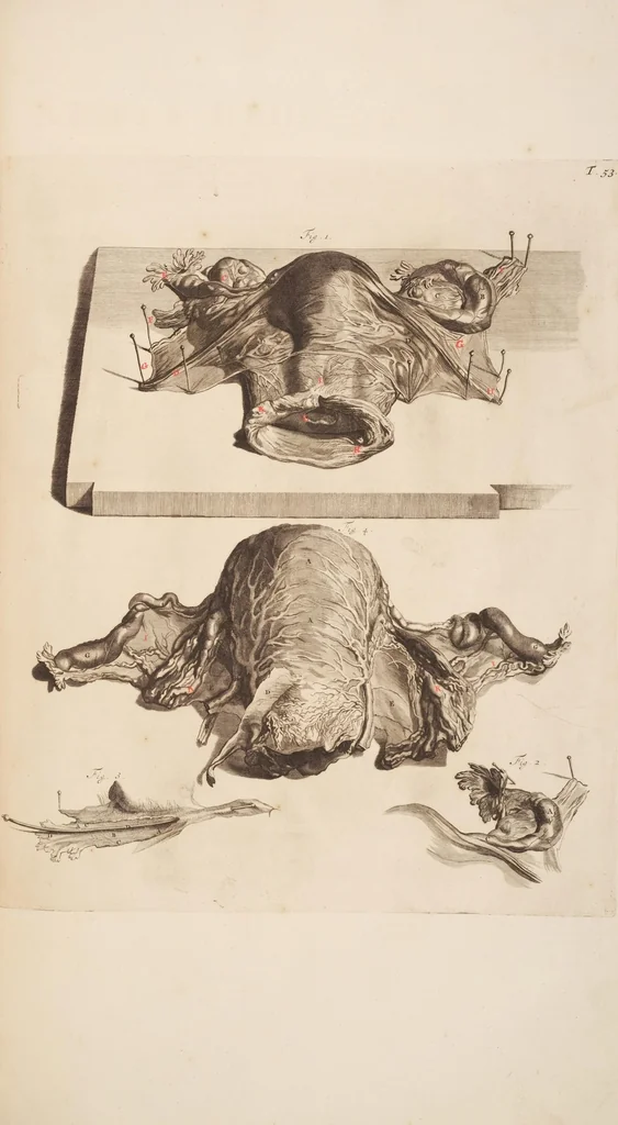 An illustration from The anatomy of humane bodies, with figures drawn after the life ... by some of the best masters in Europe ... and curiously engraven in one hundred and fourteen copper plates, illustrated with large explications, containing many new anatomical discoveries, and chirurgical observations. To which is added an introduction explaining the animal oeconomy. With a copious index, 1698, leaf 192