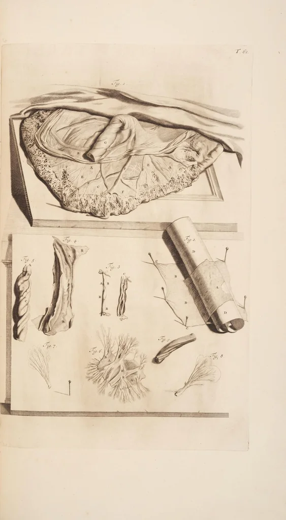 An illustration from The anatomy of humane bodies, with figures drawn after the life ... by some of the best masters in Europe ... and curiously engraven in one hundred and fourteen copper plates, illustrated with large explications, containing many new anatomical discoveries, and chirurgical observations. To which is added an introduction explaining the animal oeconomy. With a copious index, 1698, leaf 216