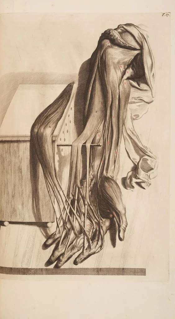 An illustration from The anatomy of humane bodies, with figures drawn after the life ... by some of the best masters in Europe ... and curiously engraven in one hundred and fourteen copper plates, illustrated with large explications, containing many new anatomical discoveries, and chirurgical observations. To which is added an introduction explaining the animal oeconomy. With a copious index, 1698, leaf 234