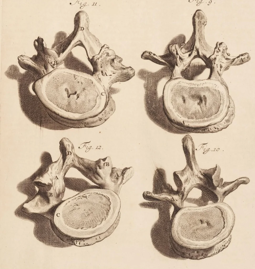 An illustration from The anatomy of humane bodies, with figures drawn after the life ... by some of the best masters in Europe ... and curiously engraven in one hundred and fourteen copper plates, illustrated with large explications, containing many new anatomical discoveries, and chirurgical observations. To which is added an introduction explaining the animal oeconomy. With a copious index, 1698, leaf 312