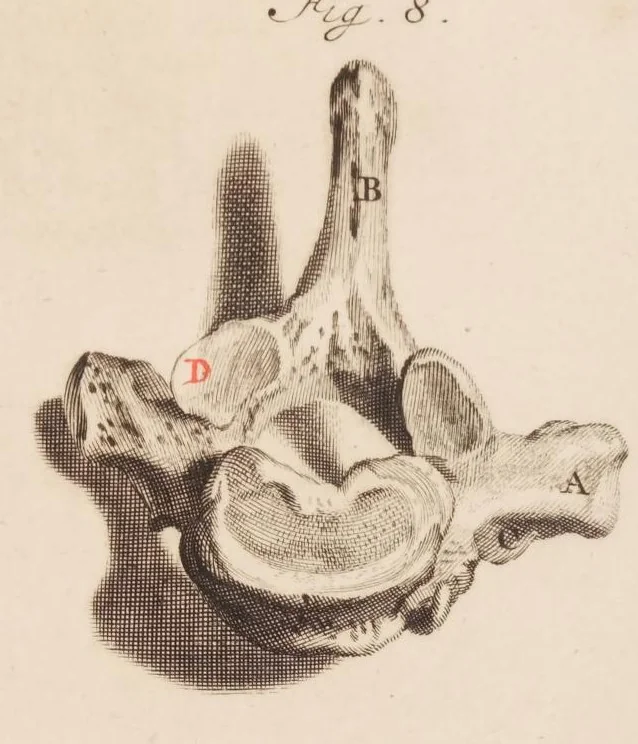 An illustration from The anatomy of humane bodies, with figures drawn after the life ... by some of the best masters in Europe ... and curiously engraven in one hundred and fourteen copper plates, illustrated with large explications, containing many new anatomical discoveries, and chirurgical observations. To which is added an introduction explaining the animal oeconomy. With a copious index, 1698, leaf 312
