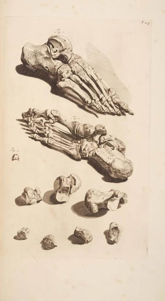 An illustration from The anatomy of humane bodies, with figures drawn after the life ... by some of the best masters in Europe ... and curiously engraven in one hundred and fourteen copper plates, illustrated with large explications, containing many new anatomical discoveries, and chirurgical observations. To which is added an introduction explaining the animal oeconomy. With a copious index, 1698, leaf 348