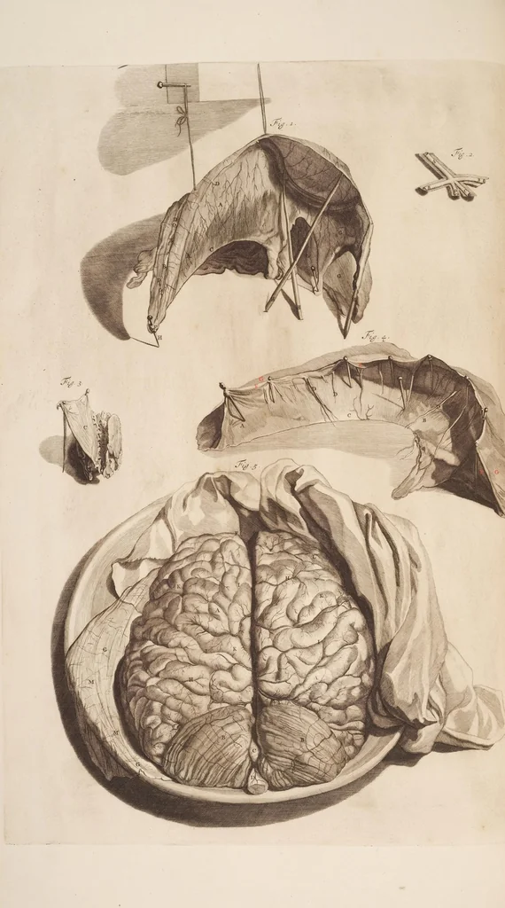 An illustration from The anatomy of humane bodies, with figures drawn after the life ... by some of the best masters in Europe ... and curiously engraven in one hundred and fourteen copper plates, illustrated with large explications, containing many new anatomical discoveries, and chirurgical observations. To which is added an introduction explaining the animal oeconomy. With a copious index, 1698, leaf 57