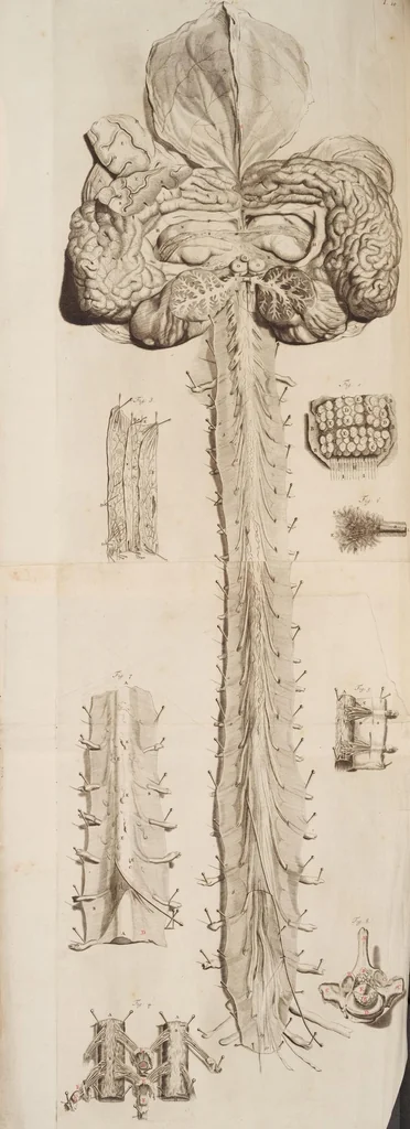 An illustration from The anatomy of humane bodies, with figures drawn after the life ... by some of the best masters in Europe ... and curiously engraven in one hundred and fourteen copper plates, illustrated with large explications, containing many new anatomical discoveries, and chirurgical observations. To which is added an introduction explaining the animal oeconomy. With a copious index, 1698, leaf 63