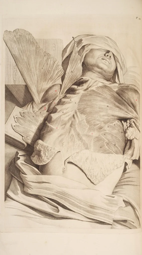 An illustration from The anatomy of humane bodies, with figures drawn after the life ... by some of the best masters in Europe ... and curiously engraven in one hundred and fourteen copper plates, illustrated with large explications, containing many new anatomical discoveries, and chirurgical observations. To which is added an introduction explaining the animal oeconomy. With a copious index, 1698, leaf 93