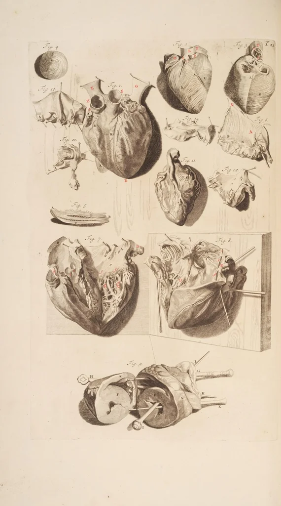 An illustration from The anatomy of humane bodies, with figures drawn after the life ... by some of the best masters in Europe ... and curiously engraven in one hundred and fourteen copper plates, illustrated with large explications, containing many new anatomical discoveries, and chirurgical observations. To which is added an introduction explaining the animal oeconomy. With a copious index, 1698, leaf 99