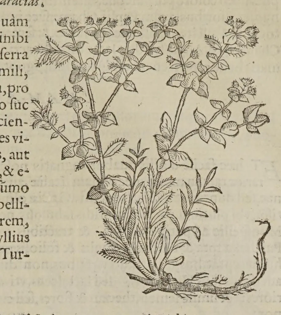 An illustration from Stirpium adversaria nova, perfacilis vestigatio luculentaque accessio ad priscorum, praesertim Dioscoridis, et recentiorum materiam medicam. Quibus propediem accedet altera pars, 1571, leaf 177