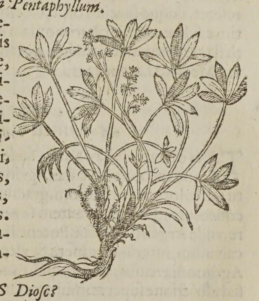 An illustration from Stirpium adversaria nova, perfacilis vestigatio luculentaque accessio ad priscorum, praesertim Dioscoridis, et recentiorum materiam medicam. Quibus propediem accedet altera pars, 1571, leaf 331