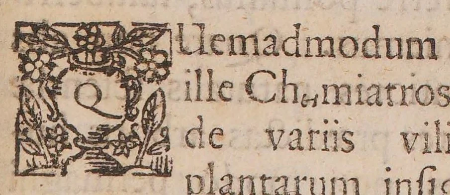An illustration from Anatomia sambuci, quae non solùm sambucum et hujusdem medicamenta singulatim delineat, verùm quoque plurimorum affectuum, ex una ferè solâ sambuco curationes breves, rationibus, exemplis, historiis & medicamentis specificis non paucis illustratas simul exhibet, 1650, leaf 13