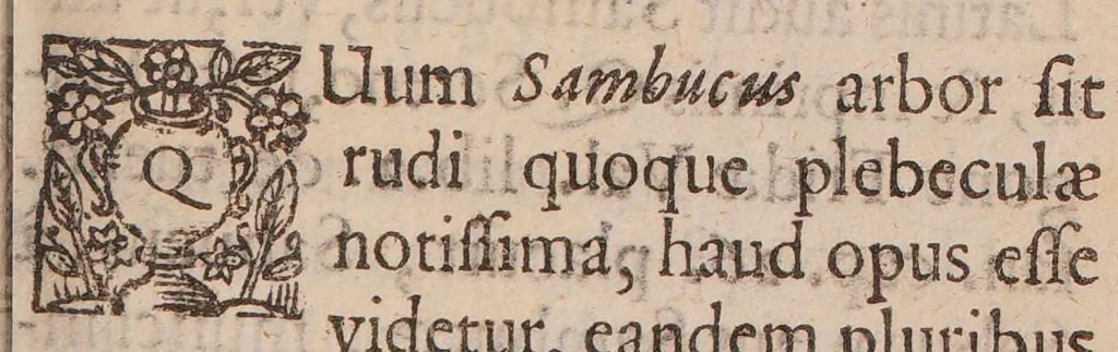 An illustration from Anatomia sambuci, quae non solùm sambucum et hujusdem medicamenta singulatim delineat, verùm quoque plurimorum affectuum, ex una ferè solâ sambuco curationes breves, rationibus, exemplis, historiis & medicamentis specificis non paucis illustratas simul exhibet, 1650, leaf 33