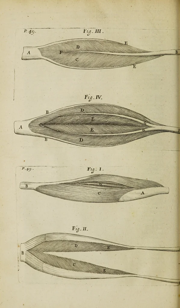 An illustration from The remaining medical works of that famous and renowned physician Dr Thomas Willis ... : With large alphabetical tables for the whole, and an index for the explaining all the hard and unusual words and terms of art, derived from the Latine, Greek, or other languages, for the benefit of the meer English reader, and meanest capacity. With eighteen copper plates, 1681, leaf 252