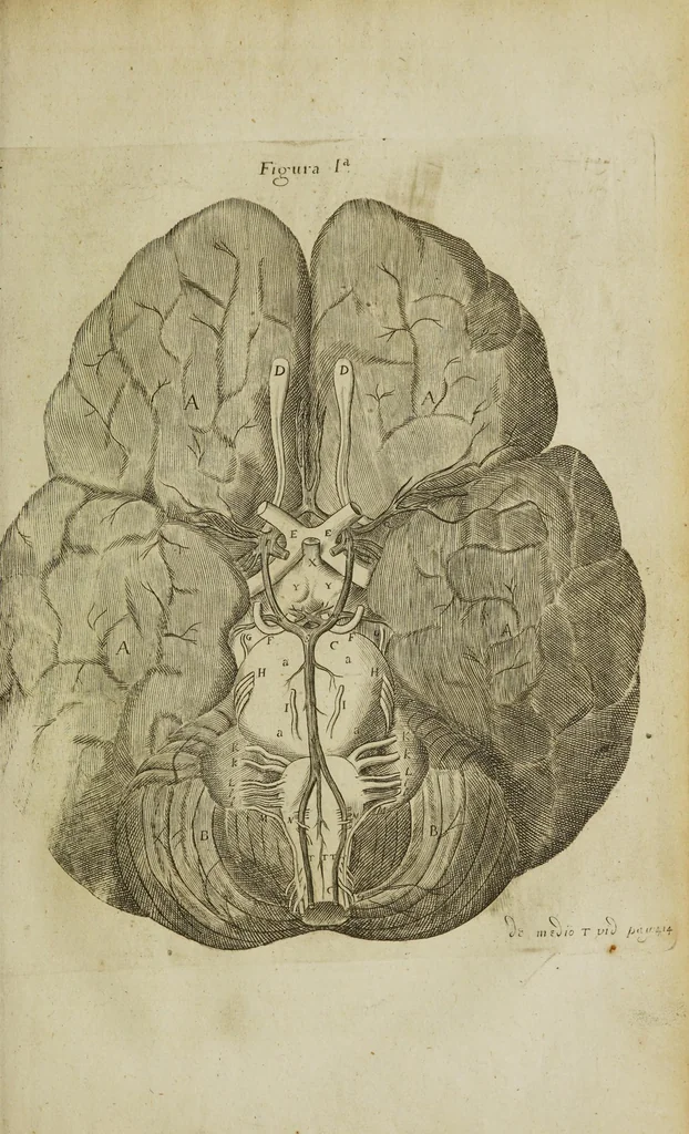 An illustration from The remaining medical works of that famous and renowned physician Dr Thomas Willis ... : With large alphabetical tables for the whole, and an index for the explaining all the hard and unusual words and terms of art, derived from the Latine, Greek, or other languages, for the benefit of the meer English reader, and meanest capacity. With eighteen copper plates, 1681, leaf 267