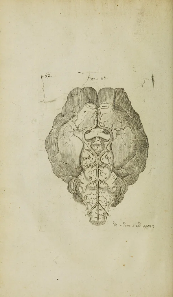 An illustration from The remaining medical works of that famous and renowned physician Dr Thomas Willis ... : With large alphabetical tables for the whole, and an index for the explaining all the hard and unusual words and terms of art, derived from the Latine, Greek, or other languages, for the benefit of the meer English reader, and meanest capacity. With eighteen copper plates, 1681, leaf 270