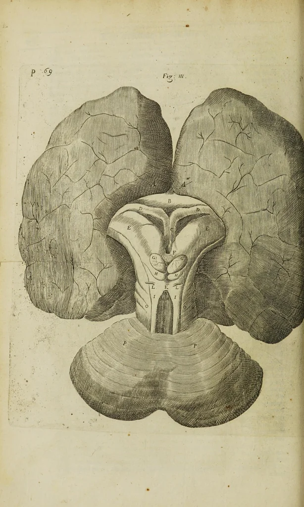 An illustration from The remaining medical works of that famous and renowned physician Dr Thomas Willis ... : With large alphabetical tables for the whole, and an index for the explaining all the hard and unusual words and terms of art, derived from the Latine, Greek, or other languages, for the benefit of the meer English reader, and meanest capacity. With eighteen copper plates, 1681, leaf 278