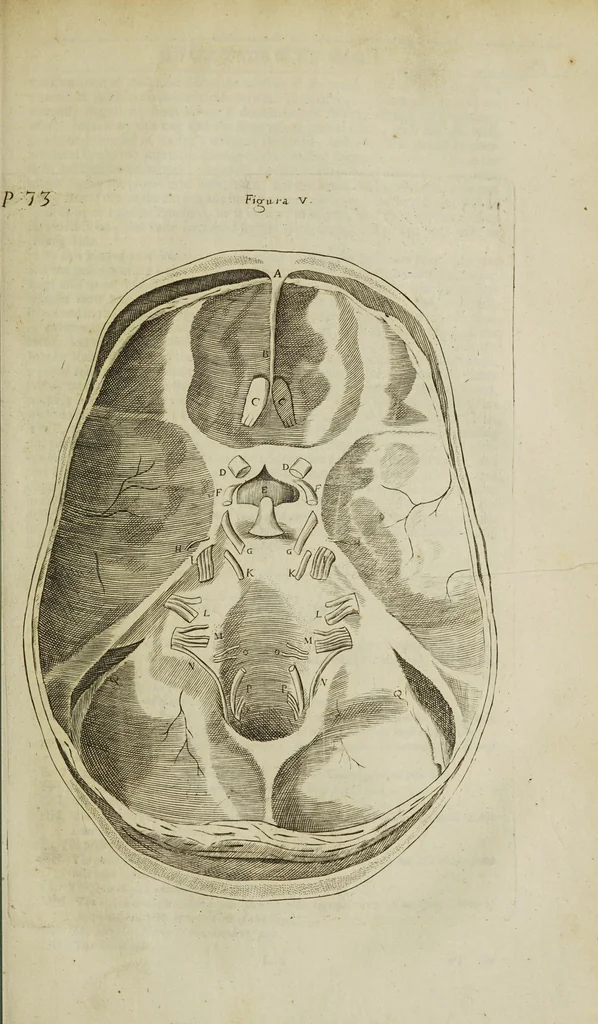 An illustration from The remaining medical works of that famous and renowned physician Dr Thomas Willis ... : With large alphabetical tables for the whole, and an index for the explaining all the hard and unusual words and terms of art, derived from the Latine, Greek, or other languages, for the benefit of the meer English reader, and meanest capacity. With eighteen copper plates, 1681, leaf 285