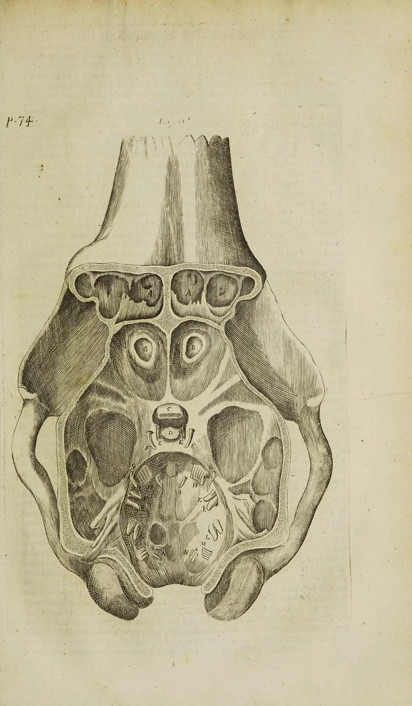 An illustration from The remaining medical works of that famous and renowned physician Dr Thomas Willis ... : With large alphabetical tables for the whole, and an index for the explaining all the hard and unusual words and terms of art, derived from the Latine, Greek, or other languages, for the benefit of the meer English reader, and meanest capacity. With eighteen copper plates, 1681, leaf 289