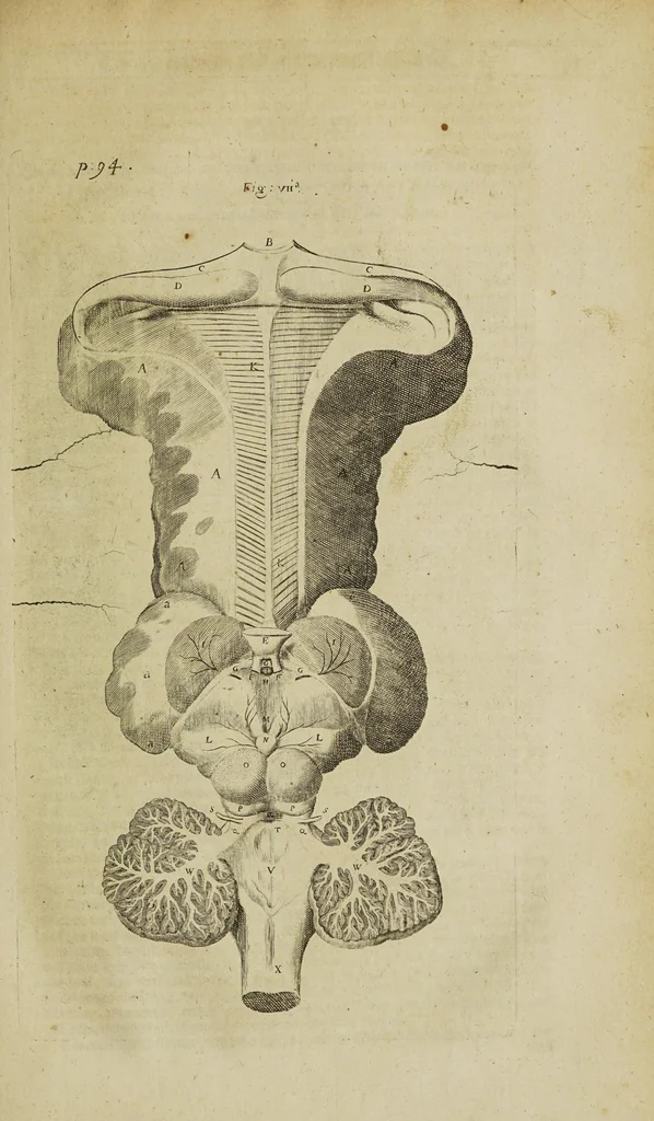 An illustration from The remaining medical works of that famous and renowned physician Dr Thomas Willis ... : With large alphabetical tables for the whole, and an index for the explaining all the hard and unusual words and terms of art, derived from the Latine, Greek, or other languages, for the benefit of the meer English reader, and meanest capacity. With eighteen copper plates, 1681, leaf 313