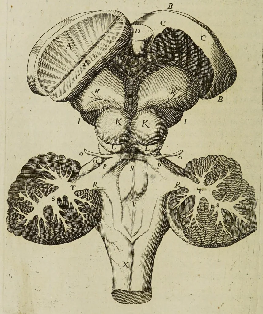 An illustration from The remaining medical works of that famous and renowned physician Dr Thomas Willis ... : With large alphabetical tables for the whole, and an index for the explaining all the hard and unusual words and terms of art, derived from the Latine, Greek, or other languages, for the benefit of the meer English reader, and meanest capacity. With eighteen copper plates, 1681, leaf 326