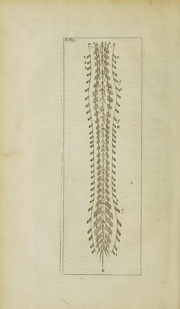An illustration from The remaining medical works of that famous and renowned physician Dr Thomas Willis ... : With large alphabetical tables for the whole, and an index for the explaining all the hard and unusual words and terms of art, derived from the Latine, Greek, or other languages, for the benefit of the meer English reader, and meanest capacity. With eighteen copper plates, 1681, leaf 420