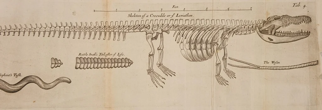 An illustration from Musaeum Regalis Societatis. Or a catalogue & description of the natural and artificial rarities belonging to the Royal Society ... Whereunto is subjoyned the comparative anatomy of stomachs and guts, 1686, leaf 471