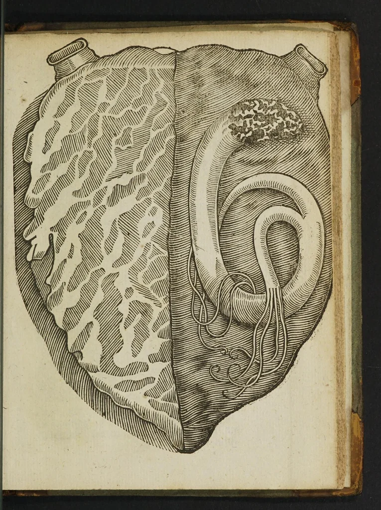 An illustration from A most certaine and true relation of a strange monster or serpent found in the left ventricle of the heart of John Pennant, Gentleman, of the age of 21 yeares, 1639, leaf 15
