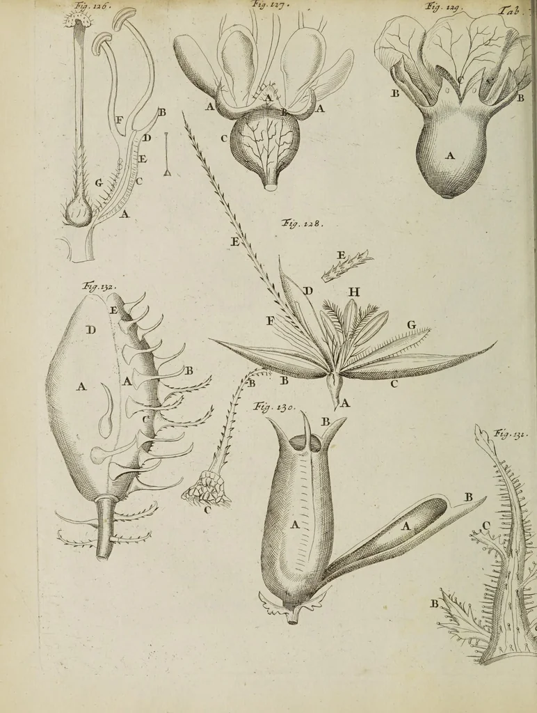 An illustration from Opera posthuma, in quibus excellentissimi authoris vita continetur, ac pleraque quae ab ipso priùs scripta aut inventa sunt confirmantur, & ab adversariorum objectionibus vindicantur. Quibus praefixa est ejusdem vita a seipso scripta, 1700, leaf 124