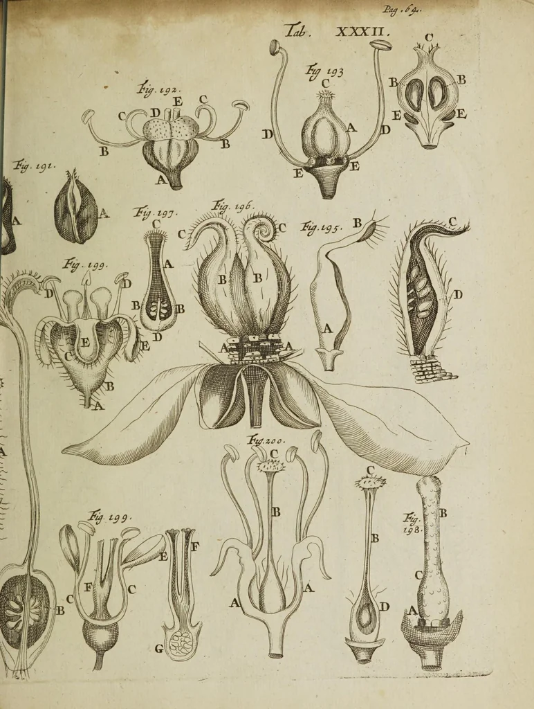 An illustration from Opera posthuma, in quibus excellentissimi authoris vita continetur, ac pleraque quae ab ipso priùs scripta aut inventa sunt confirmantur, & ab adversariorum objectionibus vindicantur. Quibus praefixa est ejusdem vita a seipso scripta, 1700, leaf 149